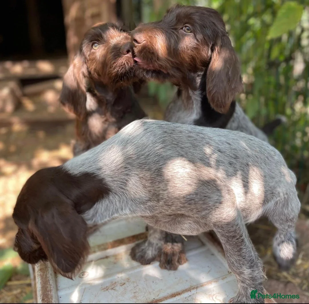 Mixed Breed dogs for sale: German Wirehaired pointer - Advert 4