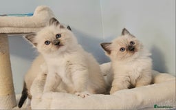 Ragdoll cats for sale: Stunning Ragdoll kittens  - Image 6