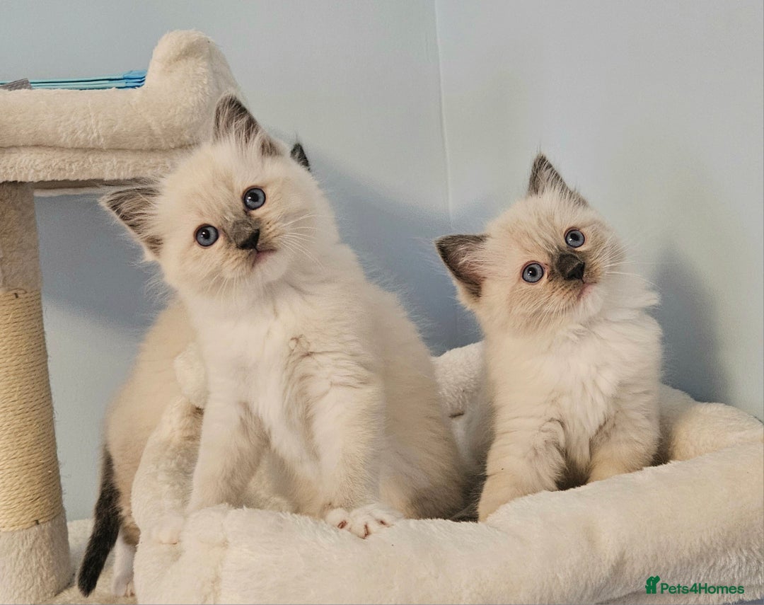 Ragdoll cats for sale: Stunning Ragdoll kittens  - Image 6
