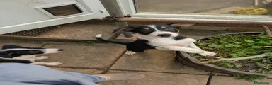 Border Collie Puppy 6