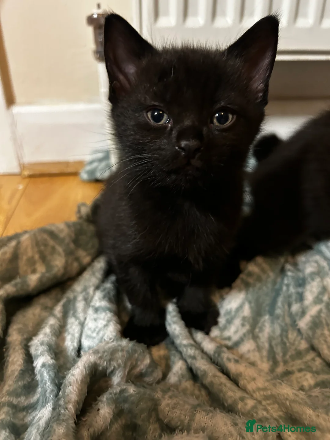 Mixed Breed cats for sale: 2 beautiful kittens for sale £120 each  - Advert 4