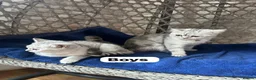 British Shorthair cats for sale: Beautiful British Shorthair - Advert 8