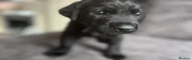 Labrador Retriever 6