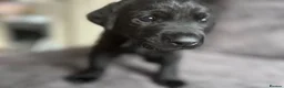 Labrador Retriever dogs for sale: Stunning litter of KC black labradors - Advert 27