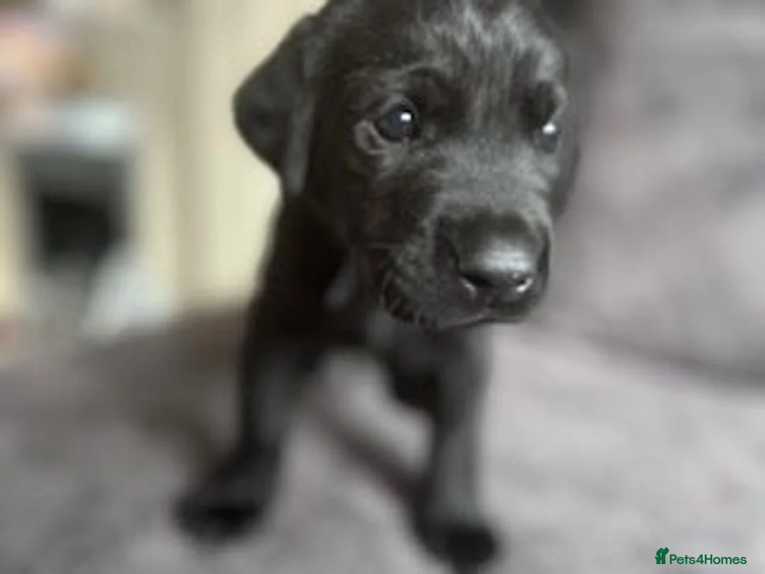 Labrador Retriever dogs for sale: Stunning litter of KC black labradors - Advert 27