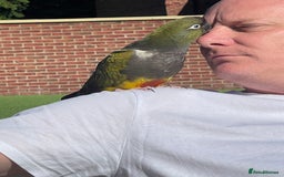 Parrots birds for sale: Patagonian conure - Image 4