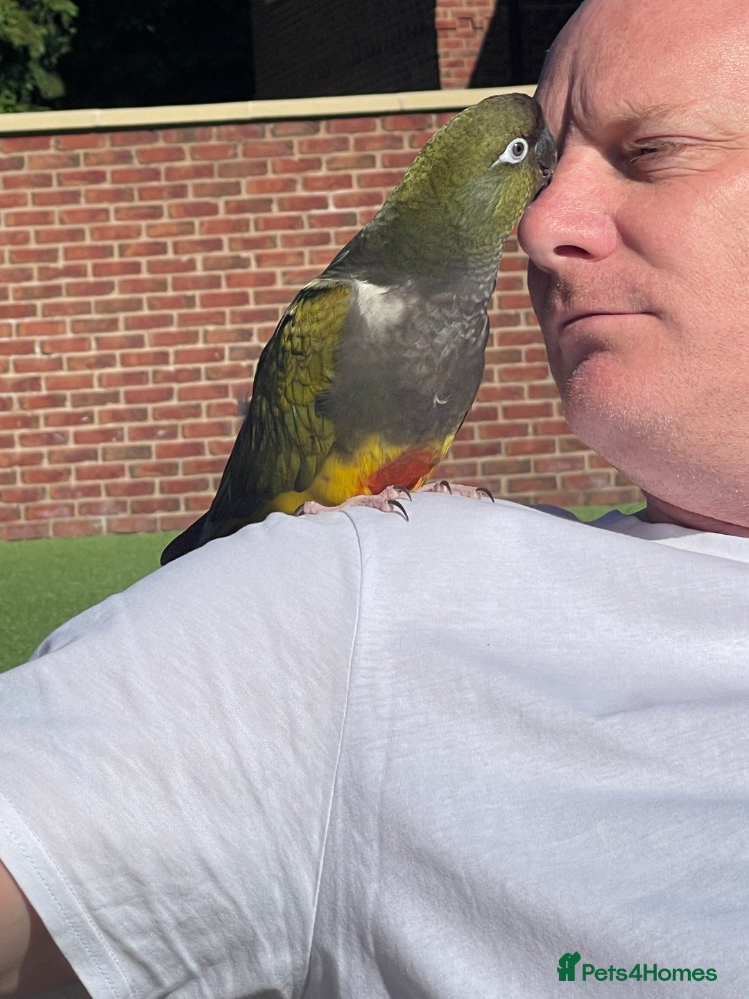 Parrots birds for sale: Patagonian conure - Image 4