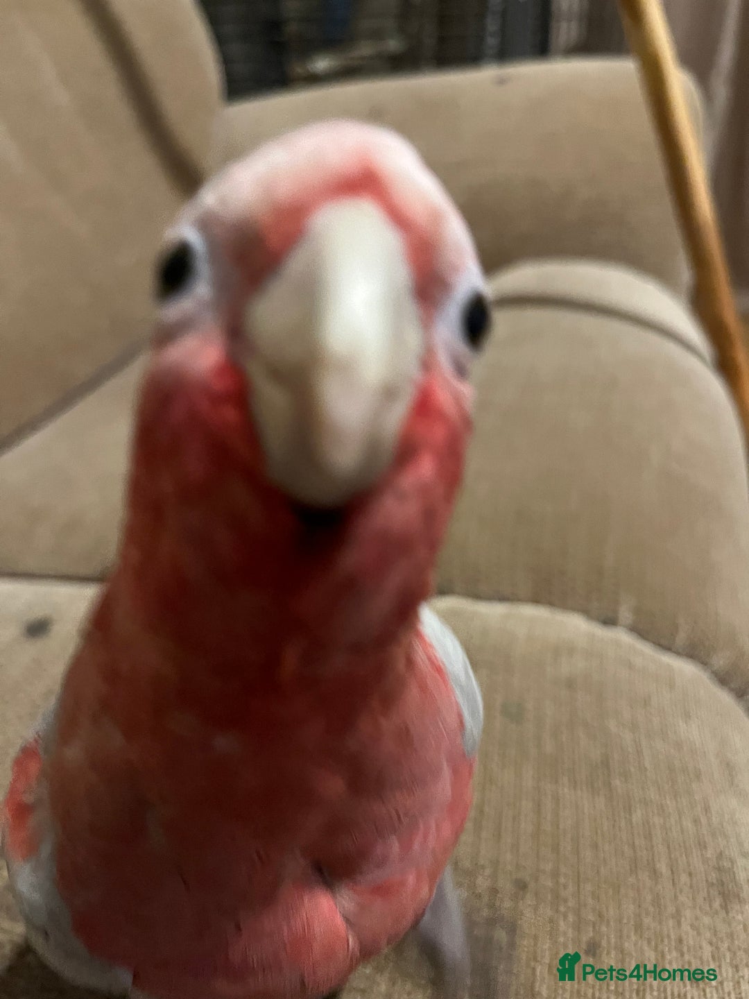 Parakeets birds for sale: Galah cockatoo  - Advert 11