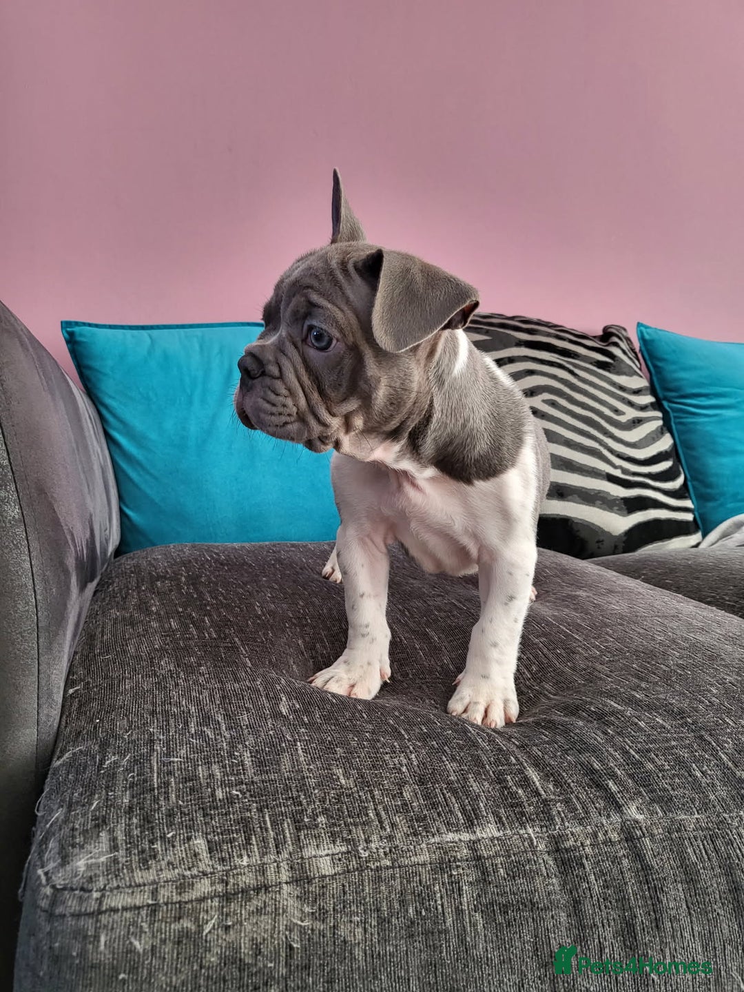 French Bulldog dogs for sale: KC Registered Frenchies ONLY 3 LEFT - Image 14