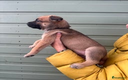 Mixed Breed dogs for sale: Stunning bullherder pups  - Image 2