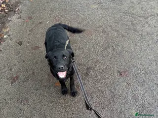 Goldador dogs Labrador - Advert 11