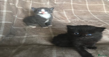 Mixed Breed cats - Advert 2
