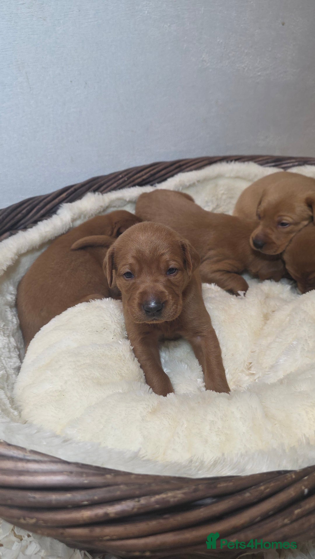 Labrador Retriever dogs for sale: Very Dark Fox Red Labrador Puppies *Health Tested* - Advert 12