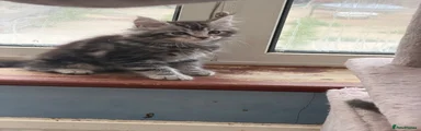 Maine Coon Kitten 5