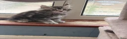 Maine Coon cats for sale: Maine Coon kittens - Advert 31
