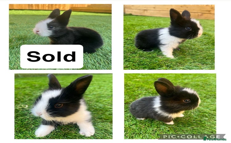 Lionhead rabbits - Advert 5