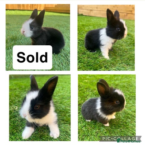 Lionhead rabbits - Advert 12