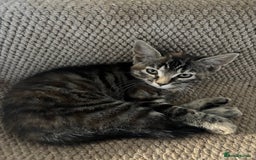 Mixed Breed cats for sale: 4 kittens ready for their new homes  - Image 8