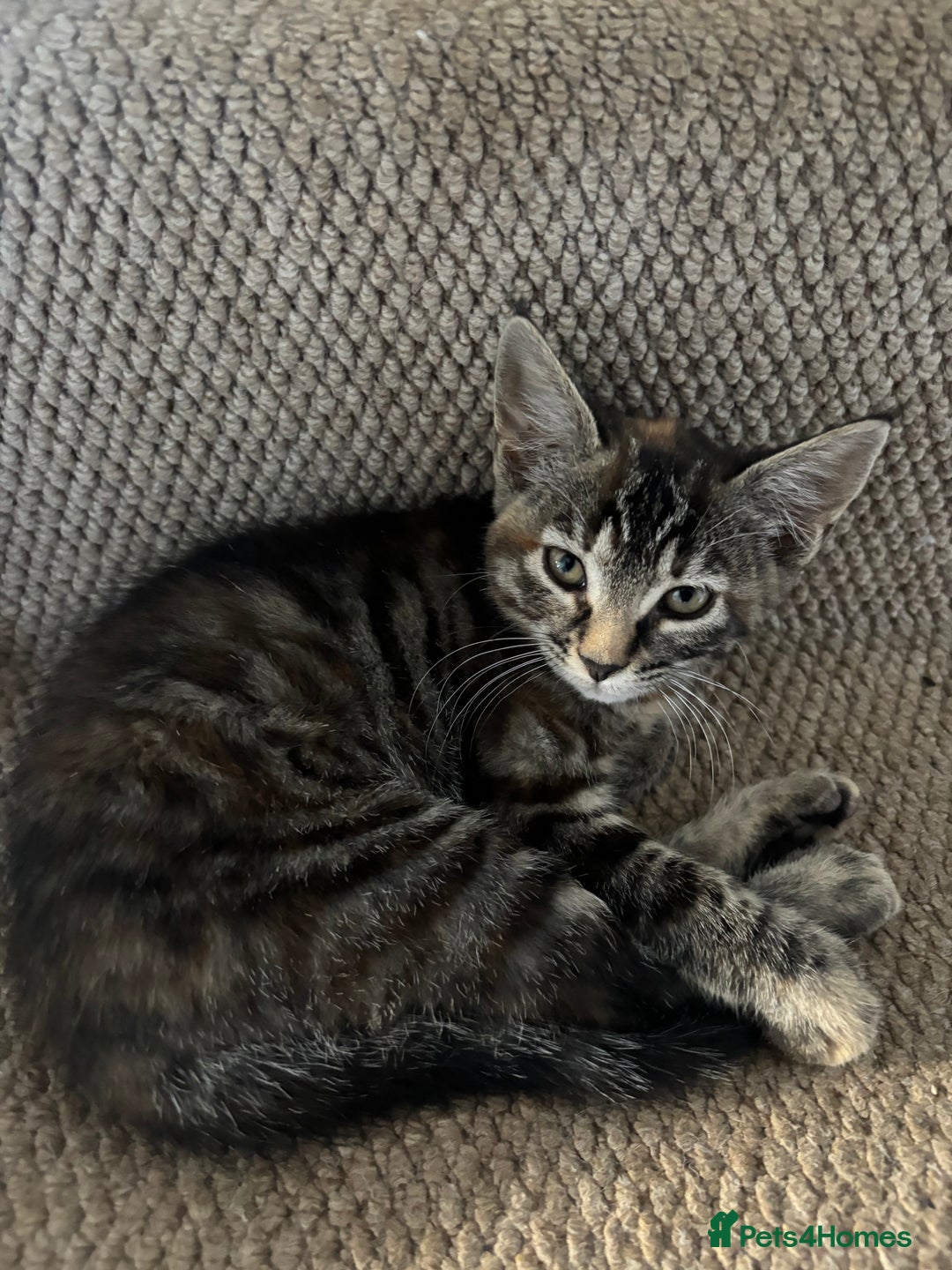 Mixed Breed cats for sale: 4 kittens ready for their new homes  - Image 8
