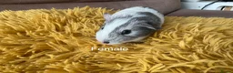 Guinea Pig rodents for sale: Gorgeous baby Guinea Pigs - Advert 3