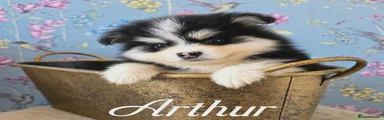 Arthur 
