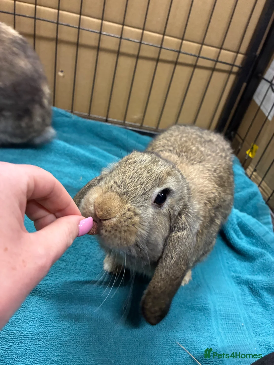 Mini Lop rabbits for sale: Mini Lop Bunny - Advert 5