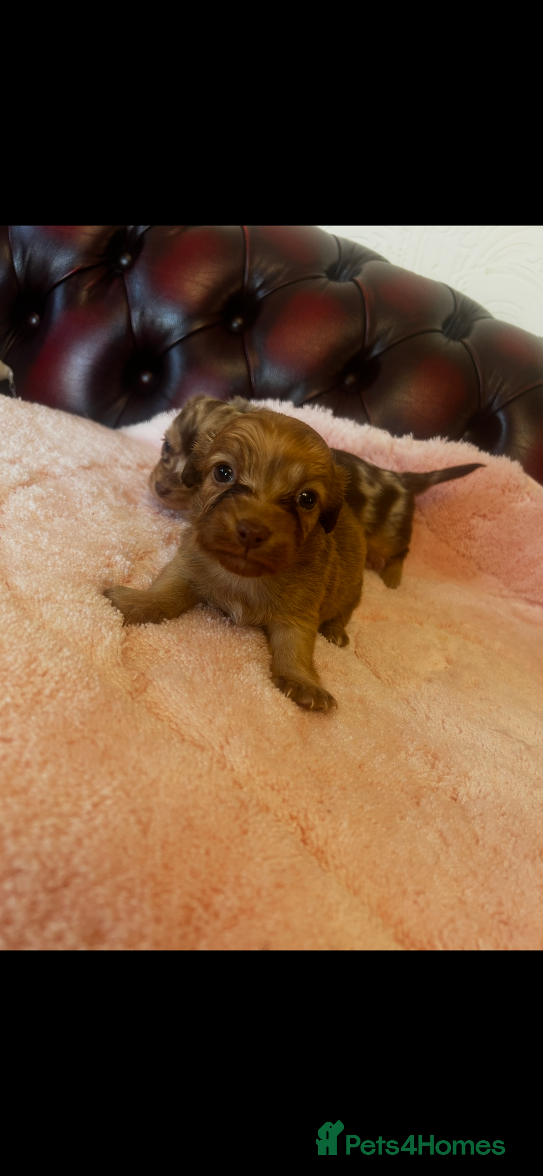 Miniature Dachshund dogs for sale: Miniature dachshund puppies - Advert 7