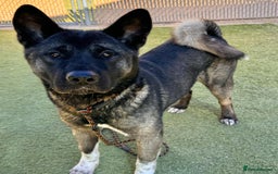 Akita dogs for sale: Stunning 5 months old Akita - Image 5