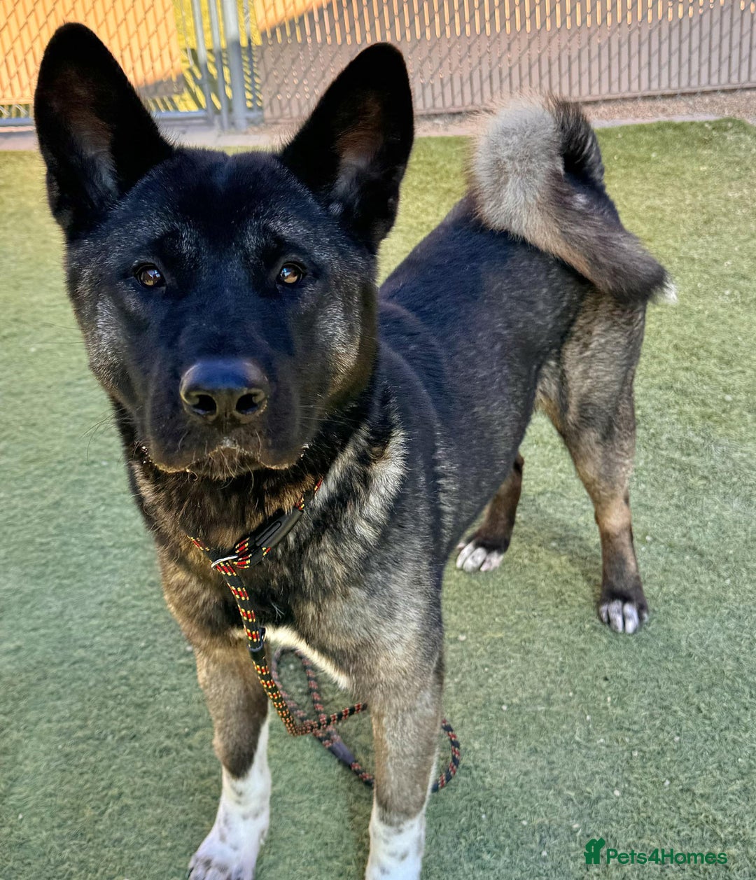 Akita dogs for sale: Stunning 5 months old Akita - Image 5