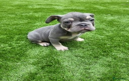 French Bulldog dogs for sale: KC Registered Frenchies ONLY 3 LEFT - Image 24