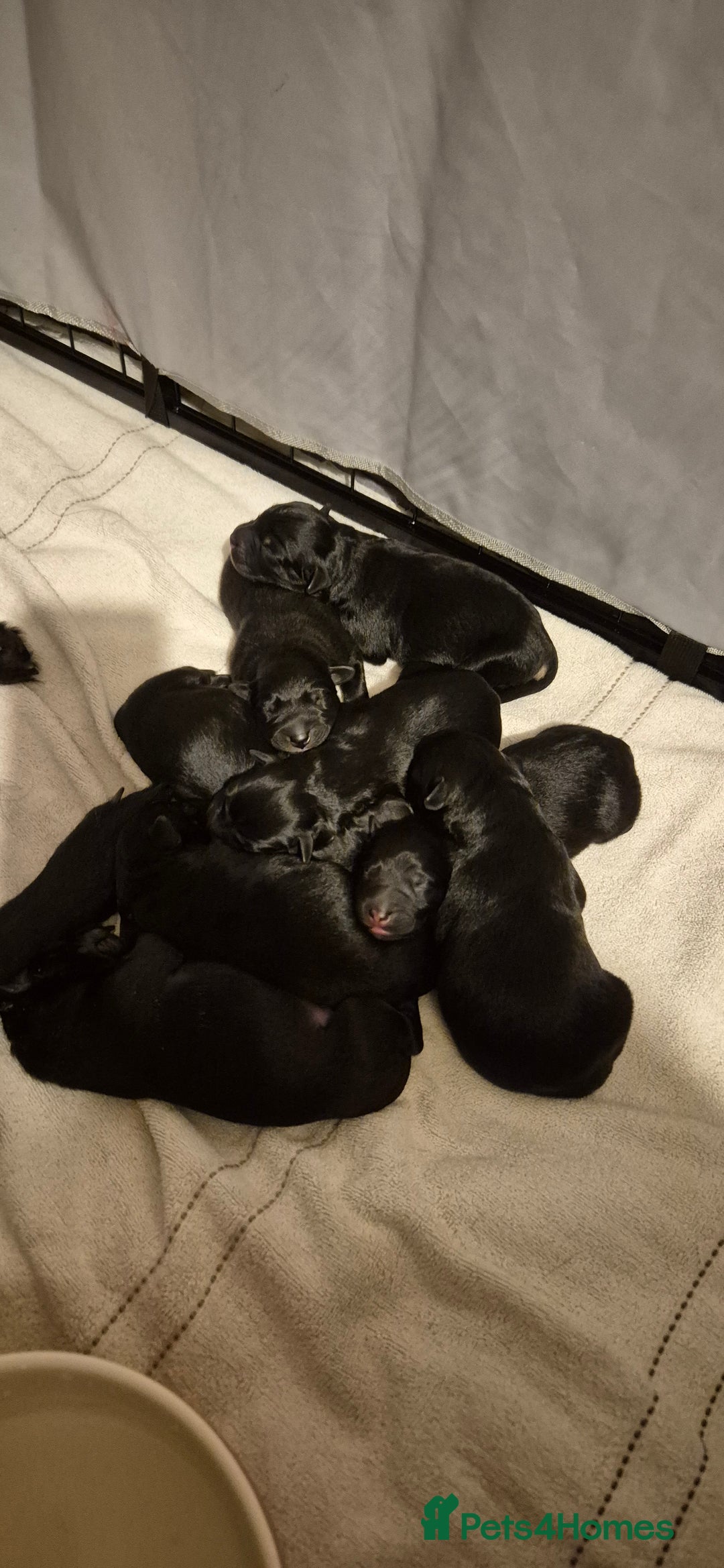 Mixed Breed dogs for sale: Sheprador  - Image 2
