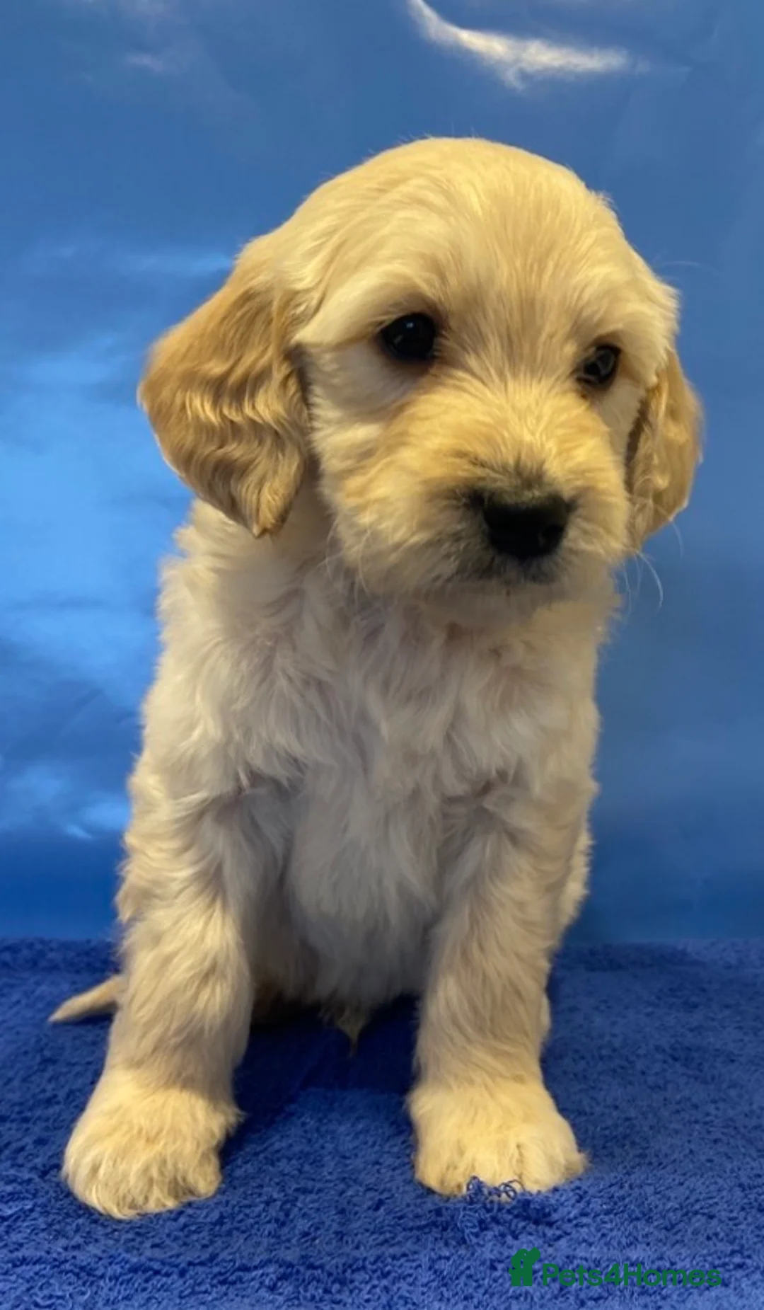 Goldendoodle dogs for sale: F1B Golden doodle pups - Advert 14