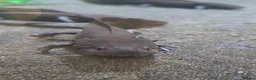 Axolotl reptiles for sale: Axolotls in Arundel - Advert 2