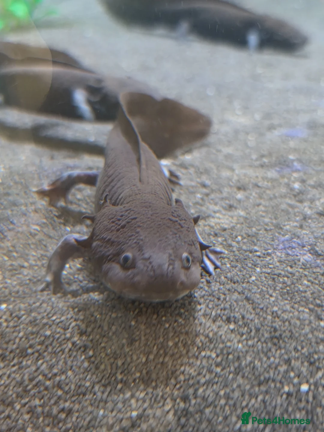 Axolotl reptiles for sale: Axolotls in Arundel - Advert 2