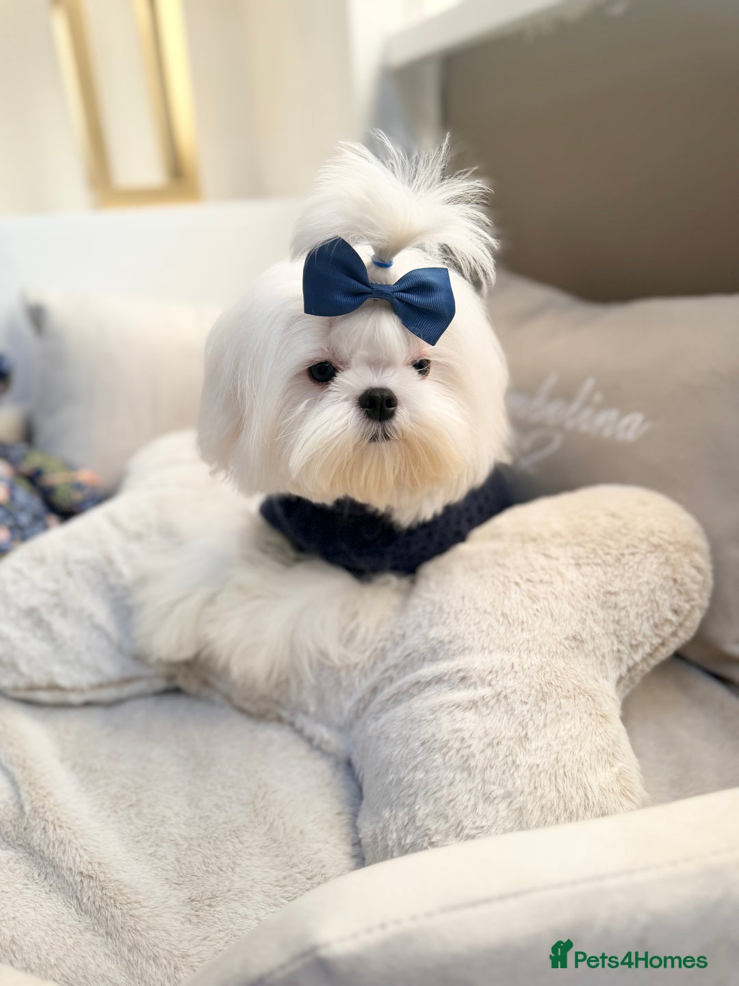 Maltese dogs for sale: Beautiful 6 month old Maltese Puppy Ready Now - Advert 32