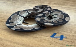 Python Snake reptiles for sale: Ball pythons - Advert 4