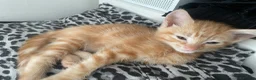 Mixed Breed cats for sale: 3 Beautiful Ginger Mix Siamese Boys Ready Now in Sutton-in-Ashfield - Advert 12