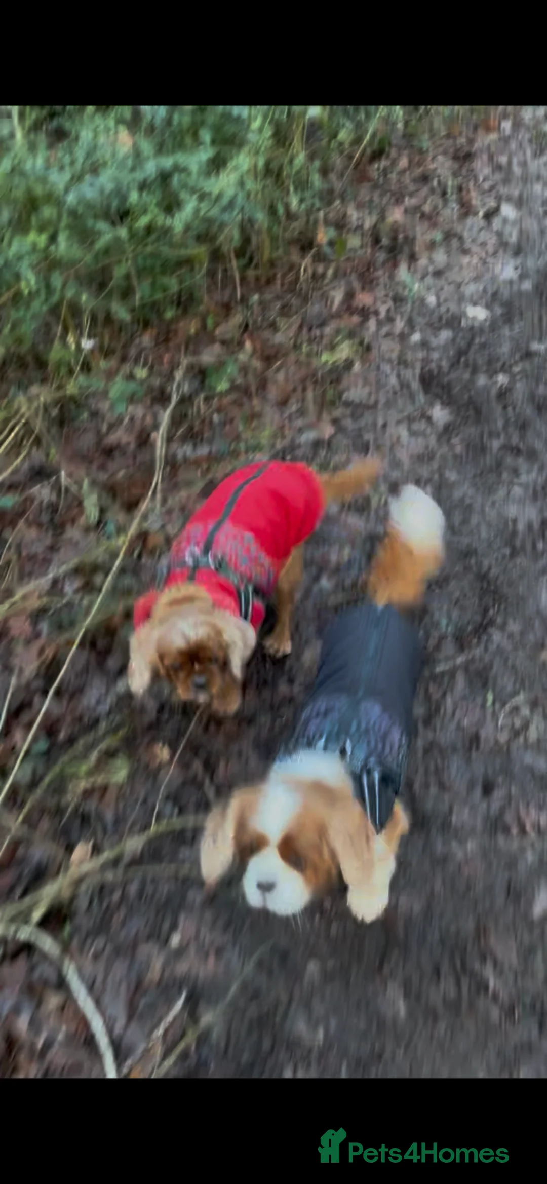 Cavalier King Charles Spaniel dogs for sale: 3 adult cavaliers (speyed)1 boy 2 girls  - Advert 13