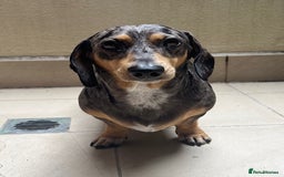 Dachshund dogs for sale: Adorable Male Dachshund Looking for a Loving Home - Image 5