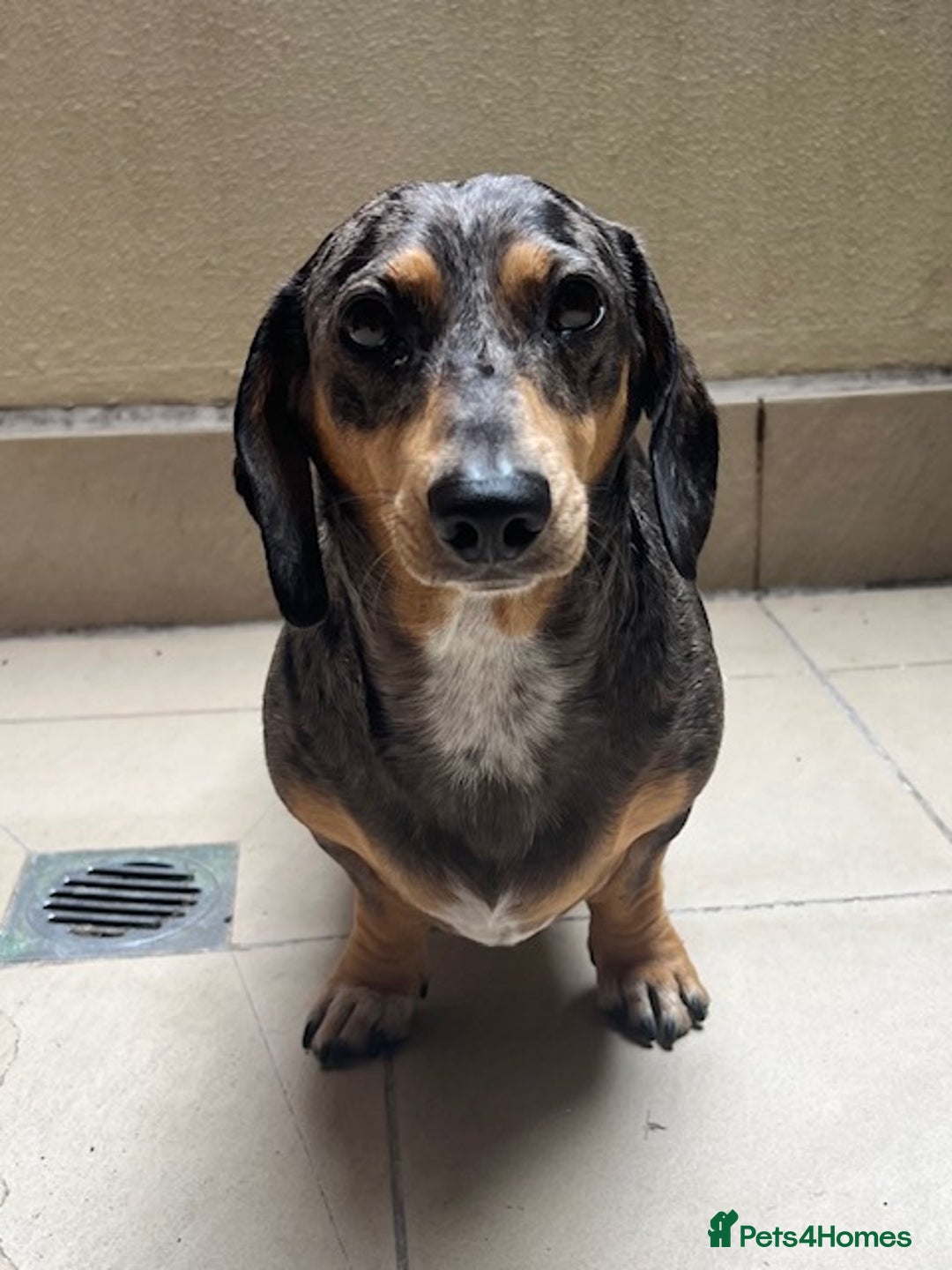 Dachshund dogs for sale: Adorable Male Dachshund Looking for a Loving Home - Image 5