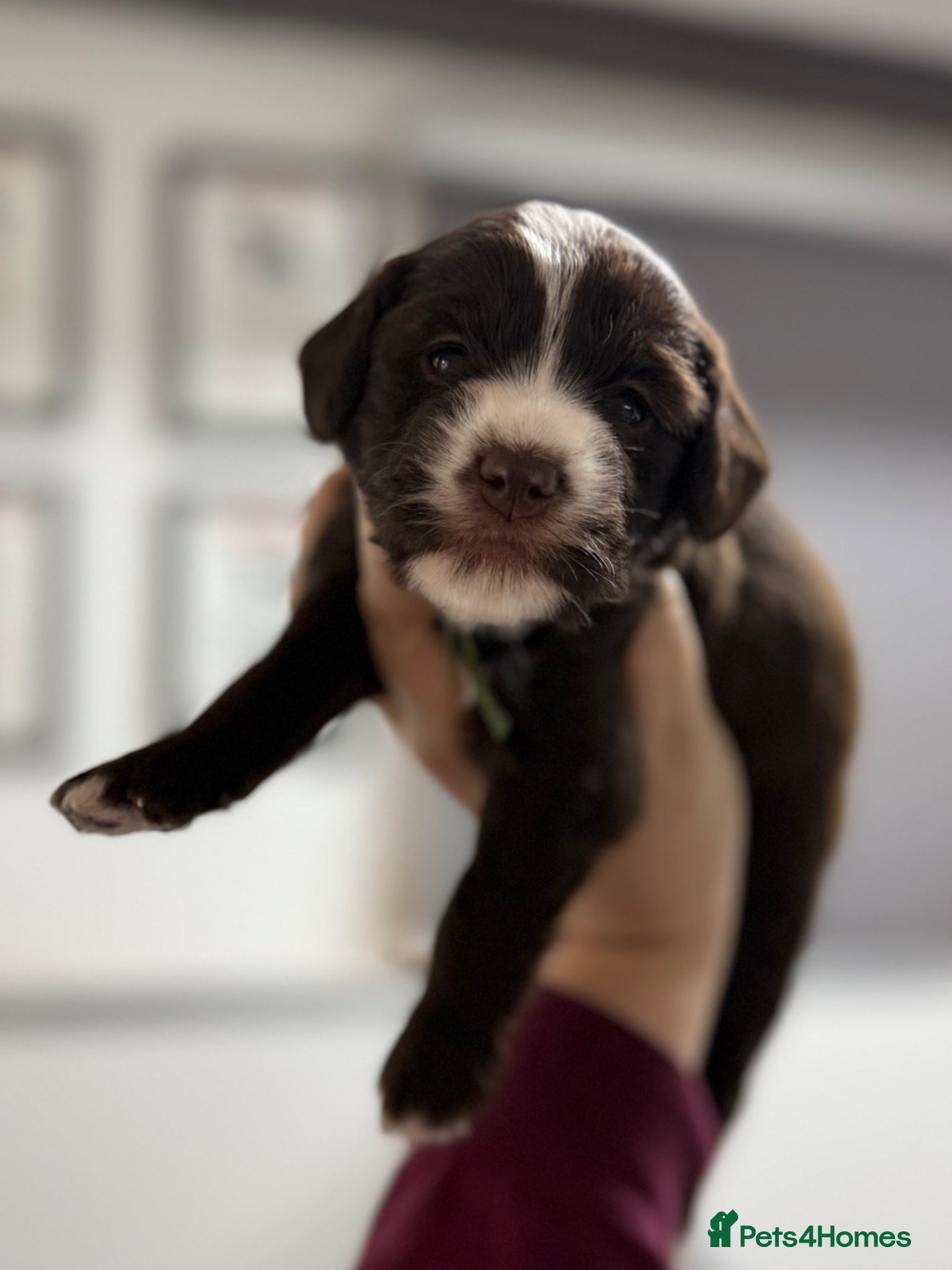 Mixed Breed dogs Miniature Mega Coat Schnockerpoo - Advert 12