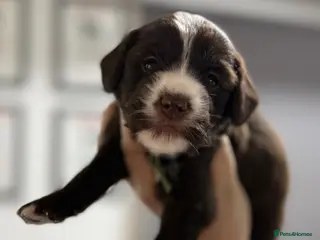 Mixed Breed dogs Miniature Mega Coat Schnockerpoo - Advert 12