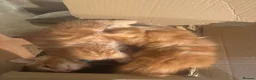 Ragdoll cats for sale: 2 x ginger boys half ragdoll in Colchester - Advert 2