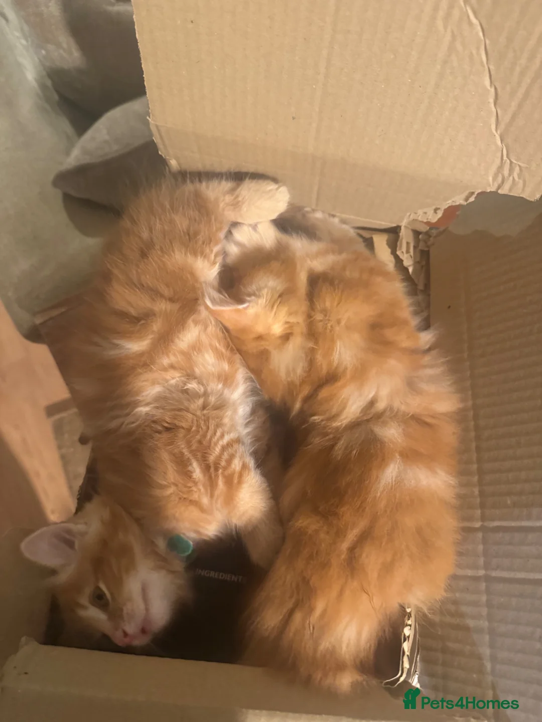Ragdoll cats for sale: 2 x ginger boys half ragdoll in Colchester - Advert 2