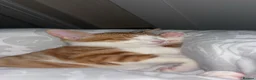 Domestic Shorthair cats for sale: Ginger cat Named Minie - Advert 1