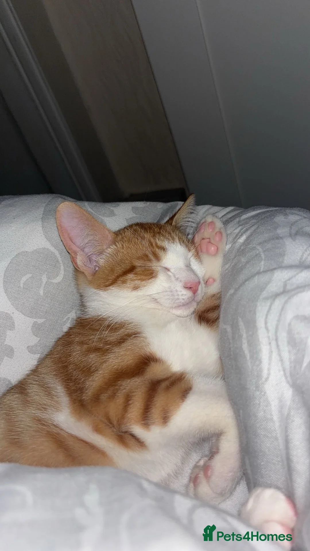 Domestic Shorthair cats for sale: Ginger cat Named Minie - Advert 1