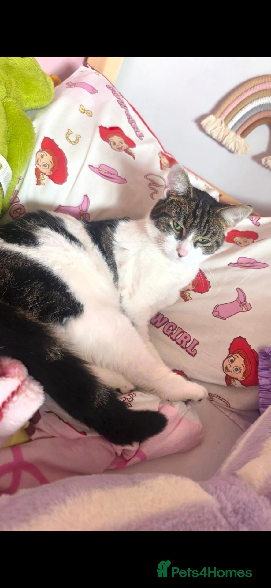 Domestic Shorthair cats Minnie  - Advert 10