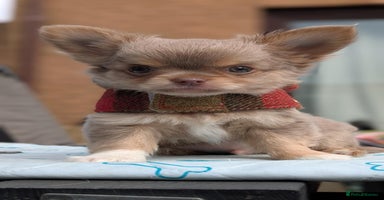Chihuahua dogs - Advert 7