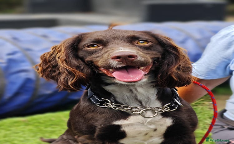 Cocker Spaniel dogs - Advert 2