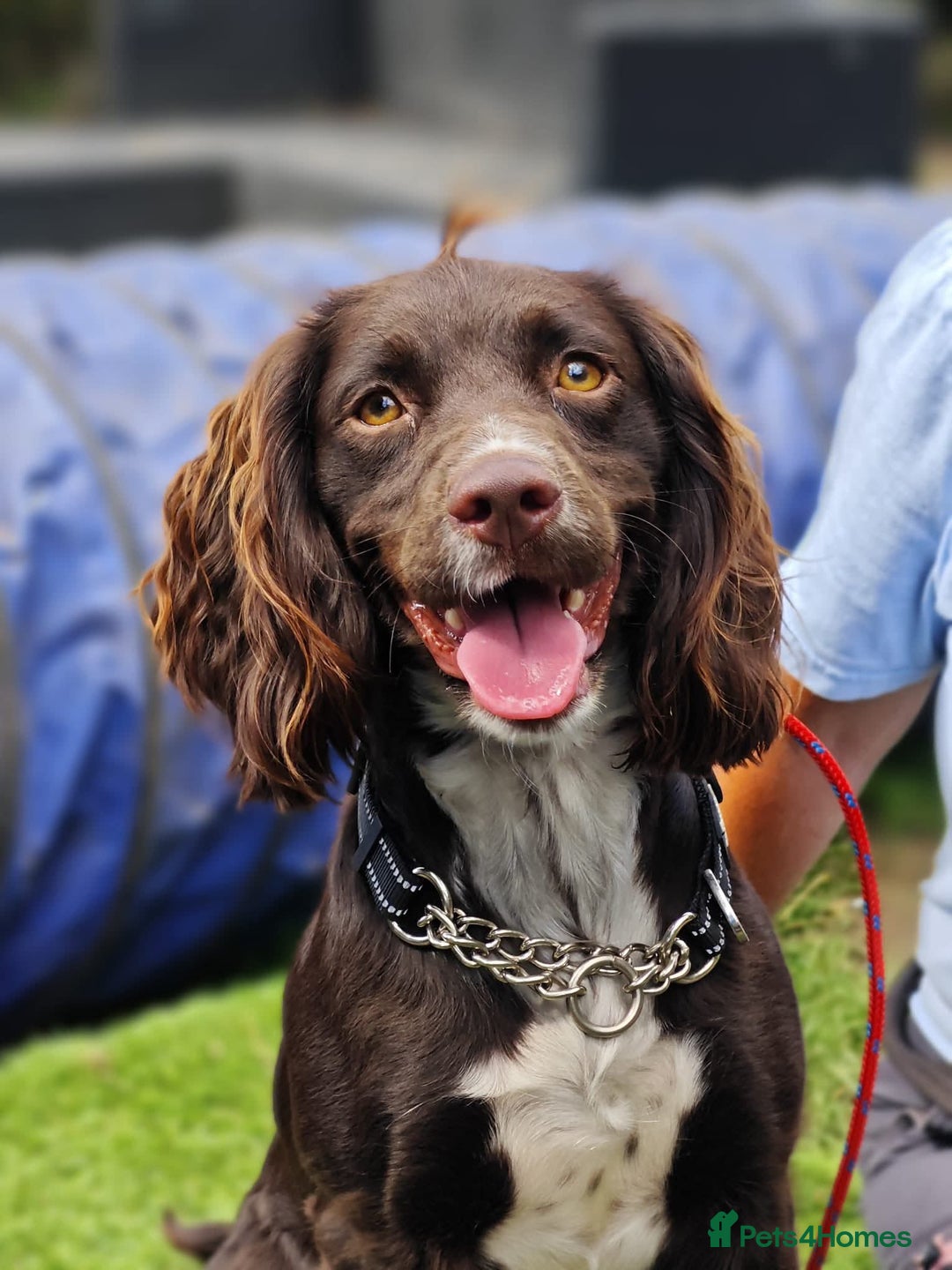 Cocker Spaniel dogs for adoption: Esme  - Image 1